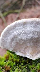 Attēlu rezultāti vaicājumam “Trametes hirsuta”