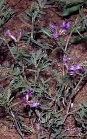 Attēlu rezultāti vaicājumam “Astragalus arenarius”