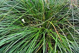 Attēlu rezultāti vaicājumam “Carex paniculata”