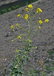 Attēlu rezultāti vaicājumam “Sisymbrium loeselii”