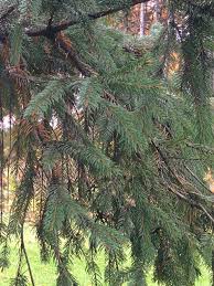 Attēlu rezultāti vaicājumam “Picea abies leaf”