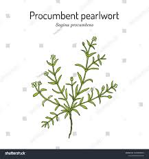 Attēlu rezultāti vaicājumam “Sagina procumbens”