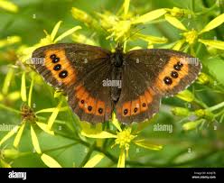 Attēlu rezultāti vaicājumam “Erebia ligea underside”
