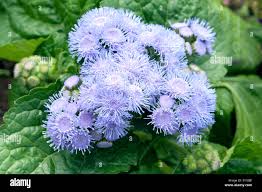 Image result for Leberbalsam