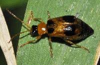 Attēlu rezultāti vaicājumam “Phyllobrotica quadrimaculata”