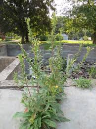 Image result for Oenothera biennis