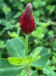 Image result for Potentilla tormentilla