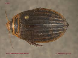 Attēlu rezultāti vaicājumam “Acilius sulcatus female”