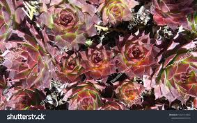 Image result for echtes Hauswurz