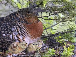 Attēlu rezultāti vaicājumam “Tetrao urogallus female”