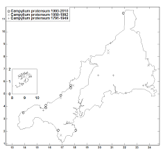 Attēlu rezultāti vaicājumam “Campylium protensum sporophyte”