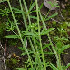 Attēlu rezultāti vaicājumam “Galium schultesii fruit”
