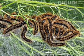 Attēlu rezultāti vaicājumam “Malacosoma neustria larva”