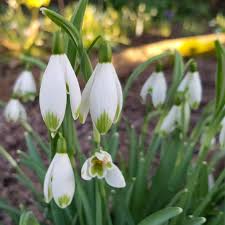 Attēlu rezultāti vaicājumam “Galanthus nivalis”