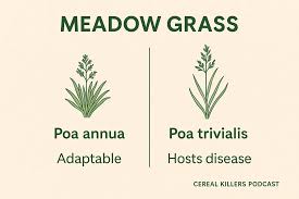 Attēlu rezultāti vaicājumam “Poa trivialis”