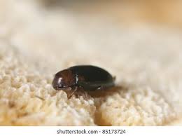 Attēlu rezultāti vaicājumam “Dacne bipustulata”