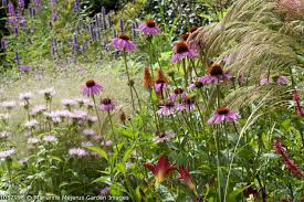 Attēlu rezultāti vaicājumam “Calamagrostis purpurea flower”