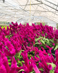 Attēlu rezultāti vaicājumam “Amaranthaceae”