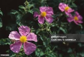 Attēlu rezultāti vaicājumam “Cistaceae”