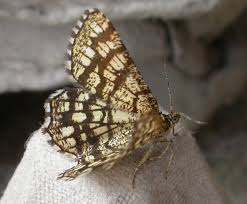 Attēlu rezultāti vaicājumam “Chiasmia clathrata”