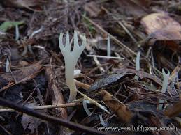 Attēlu rezultāti vaicājumam “Lentaria”