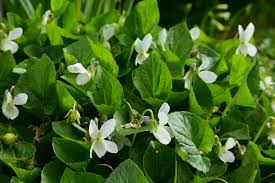 Attēlu rezultāti vaicājumam “Viola odorata”