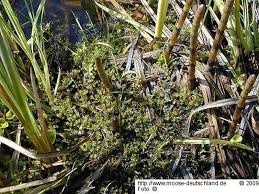 Attēlu rezultāti vaicājumam “Drepanocladus polygamus”