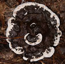 Attēlu rezultāti vaicājumam “Phellodon niger”