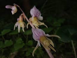 Attēlu rezultāti vaicājumam “Epipogium aphyllum”