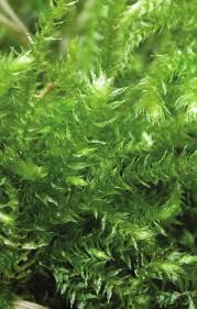 Attēlu rezultāti vaicājumam “Eurhynchium angustirete sporophyte”