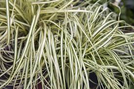 Attēlu rezultāti vaicājumam “Phalaroides arundinacea fruit”