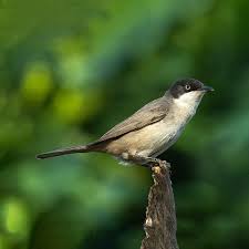 Image result for Sylvia hortensis