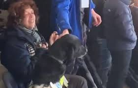 Image result for Leeds Mad Dogs