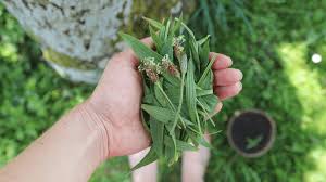 Attēlu rezultāti vaicājumam “Plantago lanceolata leaf”