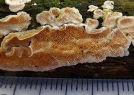 Attēlu rezultāti vaicājumam “Steccherinum ochraceum”