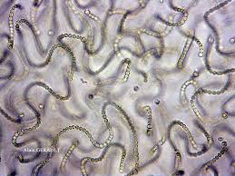 Attēlu rezultāti vaicājumam “Nostoc commune”