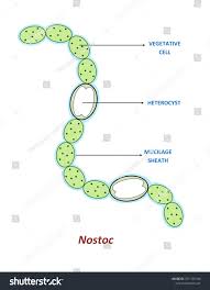 Attēlu rezultāti vaicājumam “Nostoc commune cells”