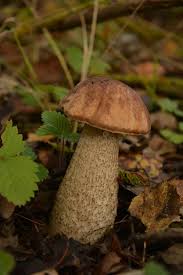 Attēlu rezultāti vaicājumam “Leccinum melaneum”