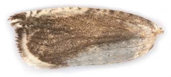 Attēlu rezultāti vaicājumam “Ancylis laetana”