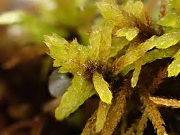 Attēlu rezultāti vaicājumam “Helodium blandowii”