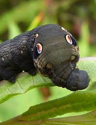 Attēlu rezultāti vaicājumam “Deilephila elpenor larva”