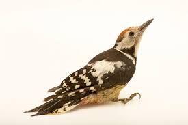 Attēlu rezultāti vaicājumam “Dendrocopos medius”