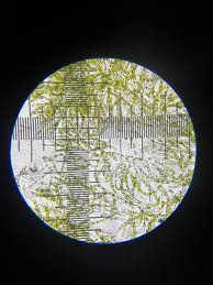 Attēlu rezultāti vaicājumam “Chaetophora pisiformis”