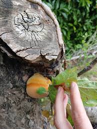 Attēlu rezultāti vaicājumam “Sarcodontia crocea”