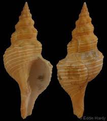 Image result for Triplofusus giganteus