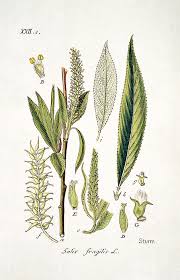 Attēlu rezultāti vaicājumam “Salix fragilis”