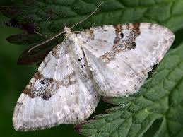 Attēlu rezultāti vaicājumam “Xanthorhoe montanata”