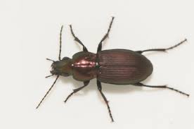 Attēlu rezultāti vaicājumam “Poecilus lepidus”