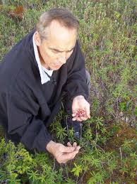 Attēlu rezultāti vaicājumam “Oxycoccus microcarpus”