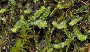 Attēlu rezultāti vaicājumam “Myurella julacea”